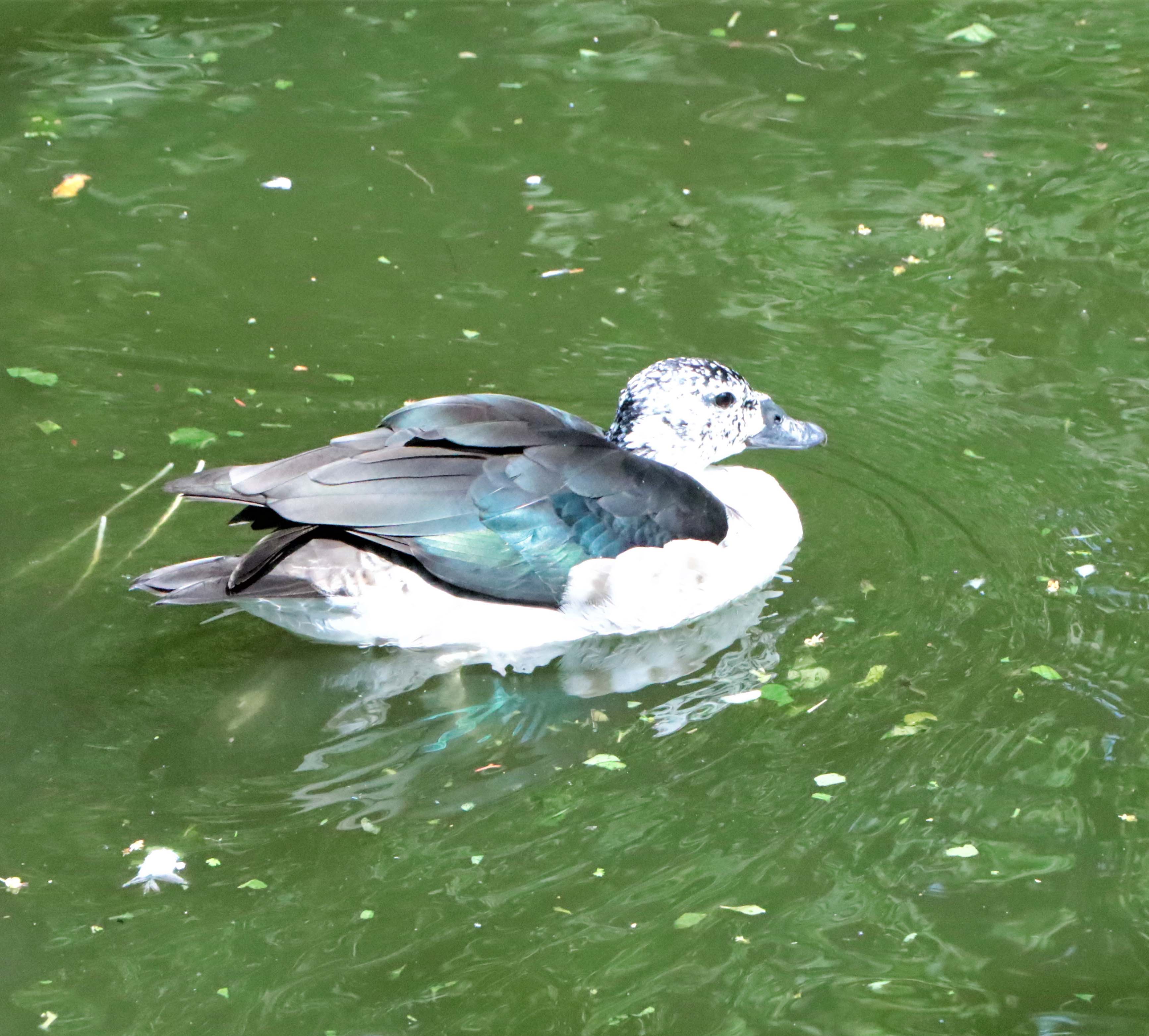 Comb Duck
